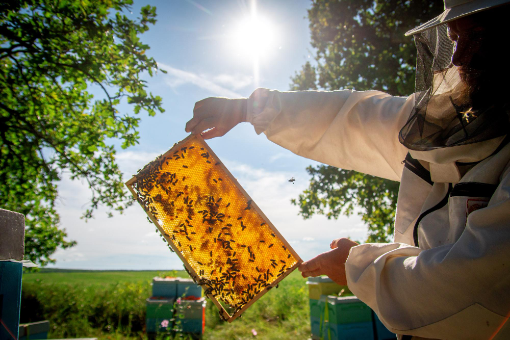 Mierea naturală și proprietățile sale benefice